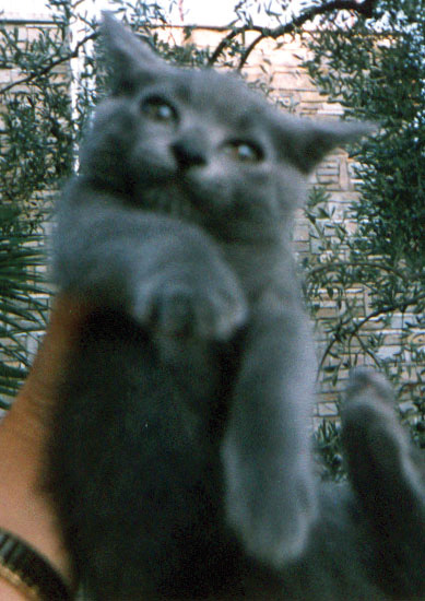 Malinconicoblues  soltato un gatto, per gli amici Pippetto